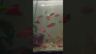 Stunning Jewel Cichlids at RAY Aquatics Fish Room [upl. by Nylekoorb]