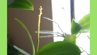 Orchid  When to Cut Flower Spike amp Some Orchid Problems [upl. by Esdnyl]