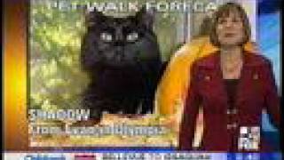 Shadow the Cat on KCPQ13 Pet Walk Forecast [upl. by Hbaruas455]