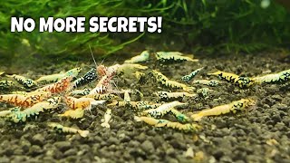 Master Shrimp Breeder Shares His Tips Tricks And Secrets To Help You Breed More Shrimp [upl. by Akirej]