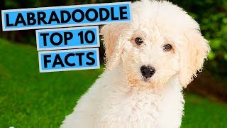 Labradoodle  TOP 10 Interesting Facts [upl. by Ettenajna482]