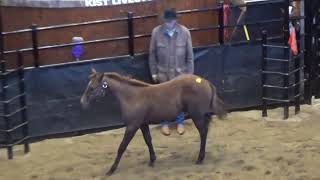 2018 Logging Camp Colts Sell in Mandan ND [upl. by Scheer]