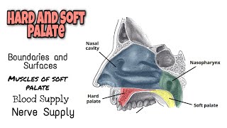 Hard and Soft Palate Complete Anatomy  Super easy explanation  Minahil ft Medical [upl. by Hulbig571]