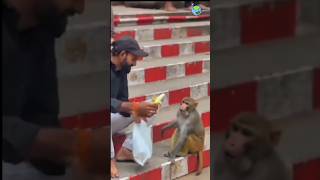 Funny Monkey Mind Voice shortsfeed monkey funnyanimal funny funnycat comedy catvideos [upl. by Benenson]