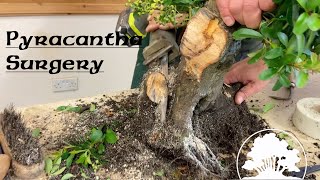 Pyracantha Surgery  Greenwood Bonsai [upl. by Dusty]