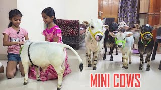 Adorable Mini Cows Visit Our House  They are the Cutest 🥰  Nadipathy Goshala [upl. by Adora]