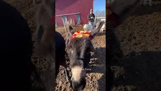 Bunch of turkeys shorts shortvideo donkey farmlife onehappyassfarm thanksgiving pets [upl. by Luapnaej]