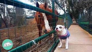 Pittie Goes To Farm To Visit Her Horse Buddy  Cuddle Buddies [upl. by Janenna]