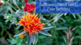 Carthamus tinctorius l Dyers Saffron  Safflower  False Saffron  Parrot Seed [upl. by Sullecram]