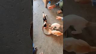 18 kittens meowing 🐈🤩 cat cutecats billimeow [upl. by Achilles323]