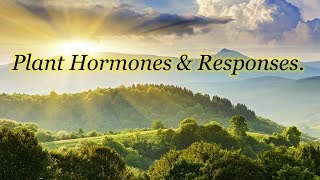 Chap 22 video  Biology Plant Hormones amp Responses [upl. by Mandych947]