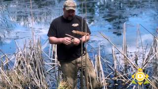 Harvesting Cattails [upl. by Nixon]