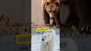 Discovering Grolar Bears Fascinating Facts About Polar BearGrizzly Hybrids [upl. by Bobbee]