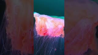 Lions mane jellyfish in Norway coldwaterdiving [upl. by Walczak]