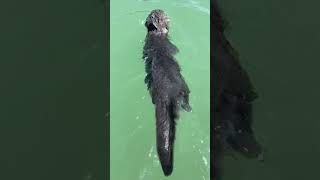 Awesome Cat Dives Into Water Off a Boat [upl. by Laehcor]