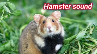 hamster sounds to make them come to you  hamster sound  baby hamster sound [upl. by Sinnaiy]