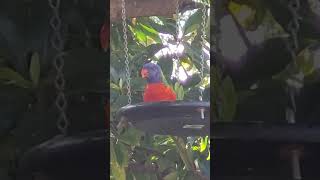 Lorikeets having a feast lorikeets nature birdspecies [upl. by Naomi294]