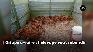 Grippe aviaire en Bretagne  l’élevage veut rebondir [upl. by Eisned]