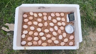 how to make incubator egg hatching  sunlight incubator  Sunlight incubator Hatching Result 100 [upl. by Jamill]