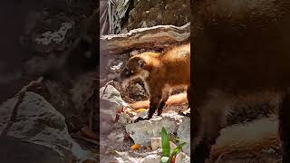 Cute baby coati Playa del Carmen Mexico tropical Caribbean jungle city animal life wildlife nature [upl. by Westfahl]