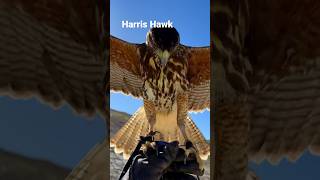 Harris Hawk Training falconry [upl. by Leibrag396]