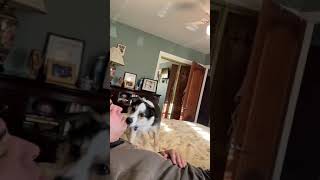 Mi Perrito se Asusta al oírme Roncar 💤 My dogs scared reaction to hear me SnoreBorder Collie [upl. by Anovad]