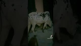 maweshi mandi se dhoond k laya ho viral cutebaby eidmubarak eiduladha [upl. by Yrrem]