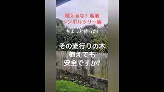 【植えるな！危険】フェイジョアのシンボルツリーは植えても安全？実物で検証 愚か者の庭 庭木 シンボルツリー 庭づくり ガーデニング foolsgardennz [upl. by Nabal475]