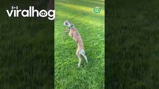 Whippet Zoomies Meeting Whippet Friend  ViralHog [upl. by Bolen]