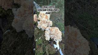 Super Satisfying Mushroom ASMR Pulling Apart Cronchy Coral Tooth Mushroom Hericium coralloides [upl. by Yednarb631]