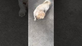 She is so cute little blond dog🐕 [upl. by Aklim]