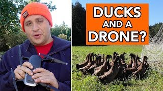 Man Herds Ducks with a Drone [upl. by Haney]