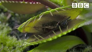 Hungry Venus flytraps snap shut on a host of unfortunate flies  Life  BBC [upl. by Atinra]