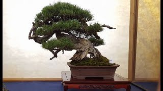 Pinus mugo Bonsai by Enzo Mugo Ferrari  Winner at the EBA Vilnius Convention 2015 [upl. by Acinor]