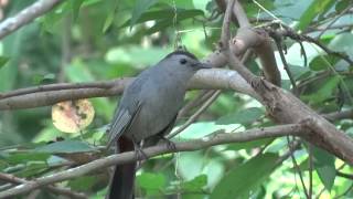 Dumetella carolinensis Gray Catbird  Mimido gris o pajaro gato gris [upl. by Sigmund267]