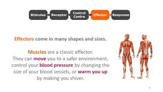 9 Science T2  L2  Stimulus Response Model [upl. by Orling898]