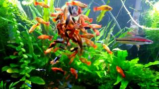 30 Gallon Planted Livebearer Community Tank 2 Years Running [upl. by Kcinomod]