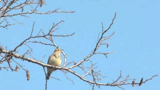 Woodlark Lullula arborea  erdei pacsorta [upl. by Eimmelc284]