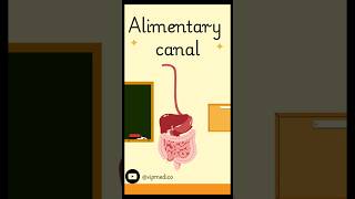 Alimentary canal pathways simple explanation 😹 medicalstudent motivation heartrate neet art [upl. by Sandon]