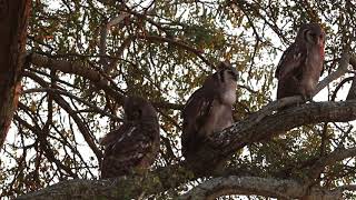 Listen to these Verreauxs Eagle Owls Bubo lacteus [upl. by Suedaht]