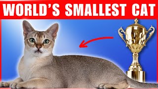 Fun Facts about Singapura cats [upl. by Camile]