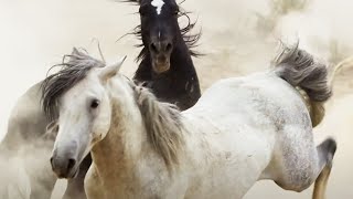 Brutal Stallion Mating Fight  Planet Earth II  BBC Earth [upl. by Ahtnama]