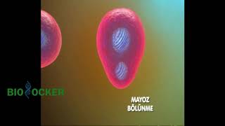 Oogenez nedir  Biolocker  Biyoloji Animasyon [upl. by Ballard]