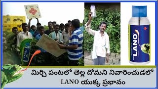 తెల్ల దోమపై అద్భుతమైన నివారణ  Telugu Happy Lano Farmers [upl. by Gad127]