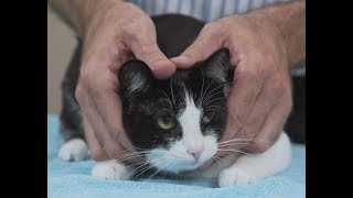 How to pick up a cat like a pro  Vet advice on cat handling [upl. by Wilkison587]