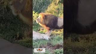 Breeding Lions roaring R62AdventureTours safari capetownsouthafrica gamedrive lion lionking [upl. by Saduj]