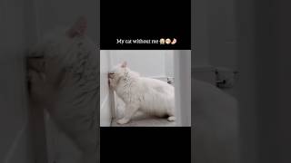 My Cat Without Me 😭❤️trending subscribe fypシ゚ happiness kitten sad millionviews [upl. by Assetan460]