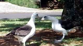 Laysan Albatross Courtship Dance 2 [upl. by Elleb209]