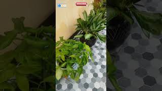 Aglaonema Plant Care gardening happygardeninglife [upl. by Hayila101]