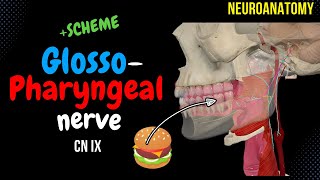 CN 9 Glossopharyngeal nerve SIMPLE Scheme  Visuals [upl. by Auqinahc]